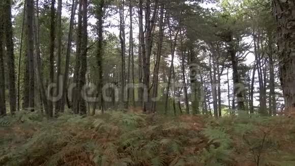 带着蕨类植物穿过树林视频的预览图