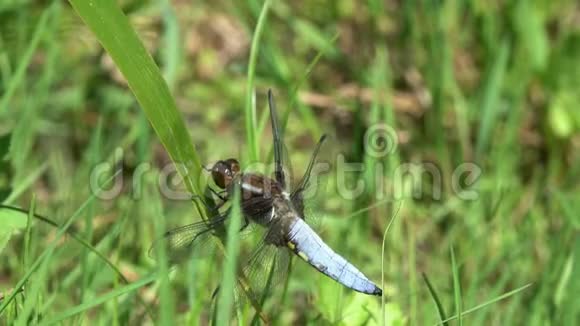 蜻蜓宽体追逐者或宽体达特莱贝拉雄性坐在绿色的草叶上视频的预览图