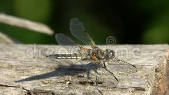 蜻蜓宽体追逐者或宽体达特莱贝拉雌性坐在树干上视频的预览图