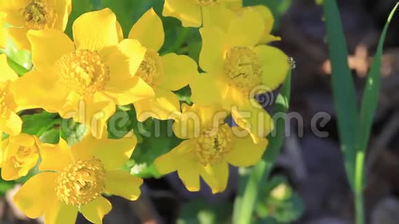 美丽的黄色春花被朝阳照亮视频的预览图