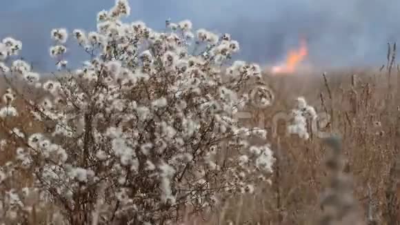 深秋草原上美丽的灌木在熊熊烈火的映衬下白色蓬松的花朵视频的预览图