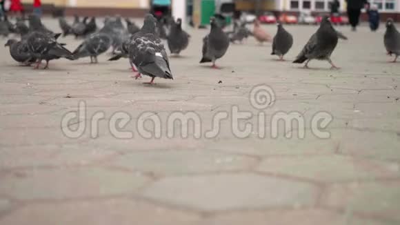 在城市广场上散步和飞行的野鸽的特写和慢镜头视频的预览图