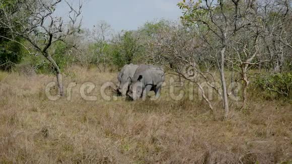 珍稀野生成人非洲野生犀牛放牧草地被保留视频的预览图