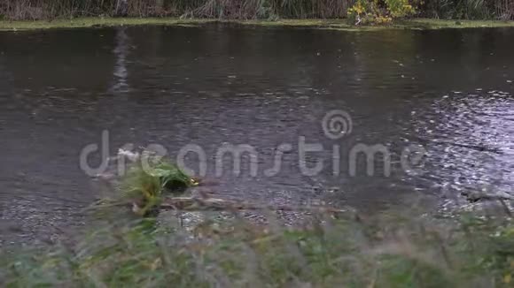 秋天的一天河面在森林的背景下闪闪发光视频的预览图