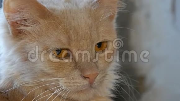漂亮的红猫坐在房子的窗户上闭上眼睛视频的预览图