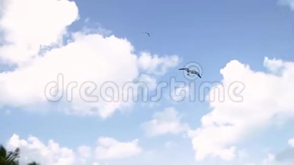 海鸥飞过墨西哥坎昆附近的热带沙滩视频的预览图