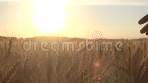 农学家采摘麦穗视频的预览图