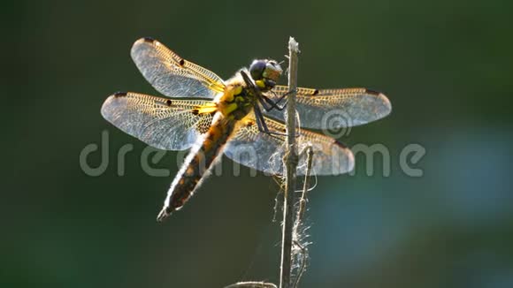 黄色和黑色的蜻蜓在美丽的早晨日出中在树上飞翔视频的预览图