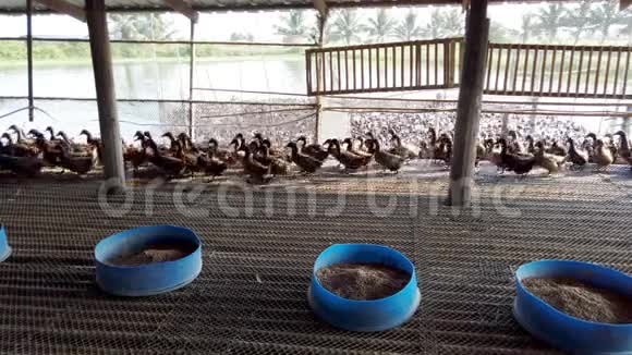 鸭在农场吃和游泳在沼泽4K超高清群鸭在农场传统农业在泰国4K超高清视频的预览图