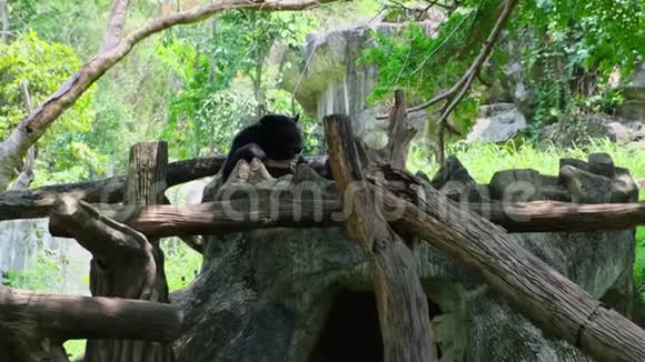 熊正在树上睡觉动物园里的动物概念视频的预览图