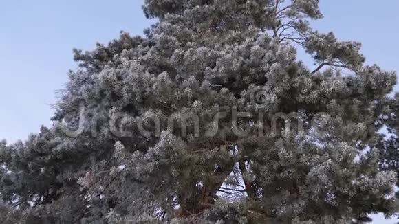 松覆霜冻严重霜冻圣诞节公园在冬天美丽的冬季景观冬天的森林视频的预览图