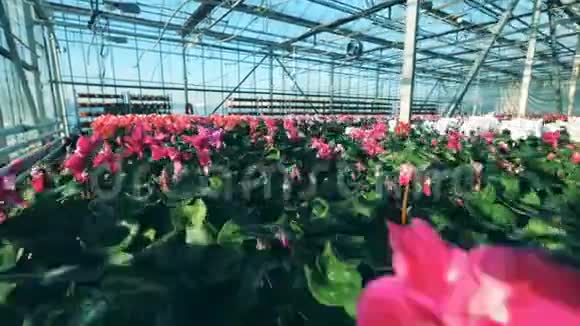 一个温室里放着郁金香的花坛视频的预览图