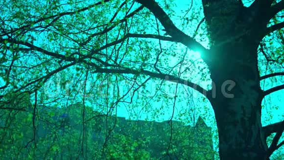 四月白桦树的枝条迎着天空视频的预览图