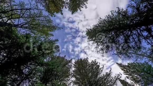 森林旋转视频的预览图