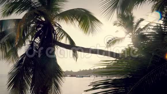 热带异国海滩的神奇早晨棕榈树叶和鸟哨之间的太阳光视频的预览图