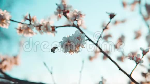 四月的樱花在夕阳下盛开视频的预览图