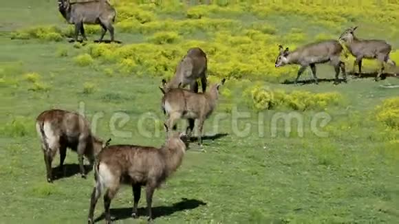 动物在吃草视频的预览图