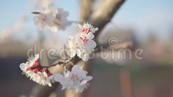 四月的樱花在夕阳下盛开视频的预览图