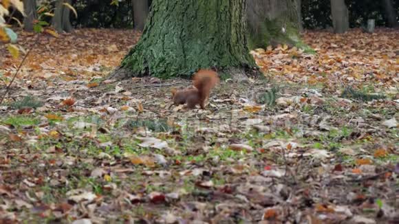美丽的近距离拍摄在森林红松鼠吃坚果秋时视频的预览图