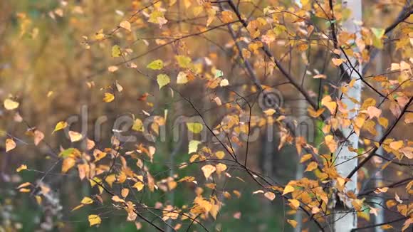 枯黄的桦树的细枝在秋天公园里的静风中颤抖视频的预览图