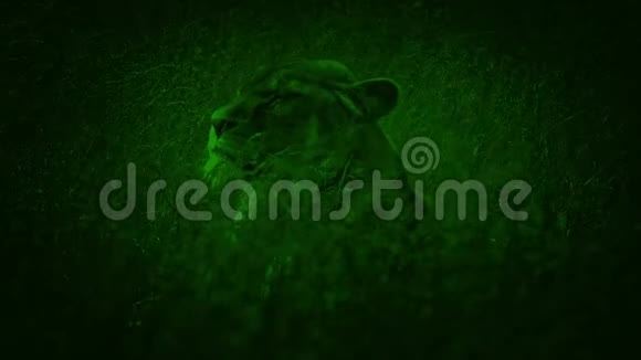 夜视镜狮子在草地上转视频的预览图