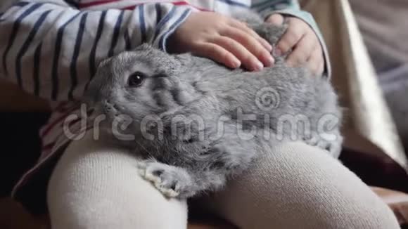 灰兔坐在一个孩子的膝盖上视频的预览图