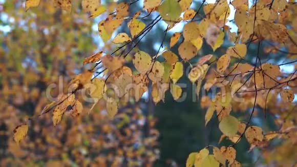 枯黄的桦树的细枝在秋天公园里的静风中颤抖视频的预览图