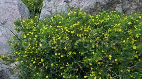在山上的石质地上生长着一种有黄色花朵的植物视频的预览图