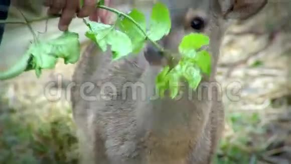 喂一只可爱的鹿视频的预览图