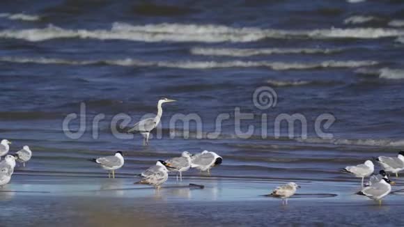 慢动作灰鹭和一群海鸥正站在浅水中赫伦飞走了海浪在沙滩上翻滚视频的预览图