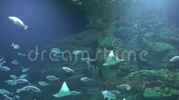 海底鱼窟和曼塔雷视频的预览图