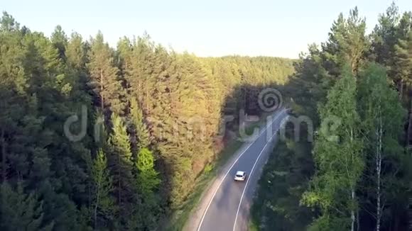 阳光灯松顶汽车沿着林荫道行驶视频的预览图