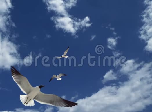 海鸥在一片如画的蓝天上乘着热气白云如雪视频的预览图