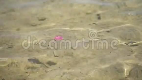 特写透明的海水摇曳反射阳光在它的波浪中在水上漂浮着粉红色的叶子小的视频的预览图