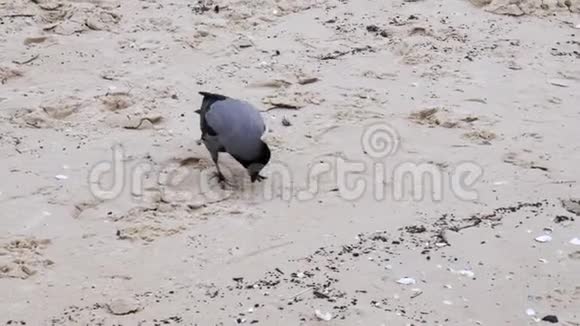 动物概念乌鸦在海边的海滩上吃蜗牛视频的预览图