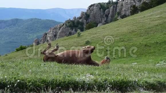 匹马在山上的草地上视频的预览图