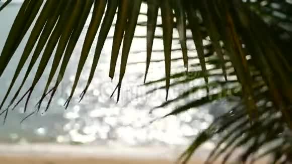 天堂岛热带沙滩碧绿的掌叶俯瞰大海柔和的焦点模糊的自然抽象背景视频的预览图