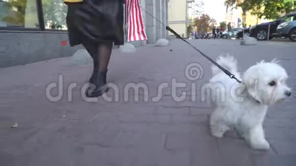 可爱时尚的女人带着小狗在街上散步视频的预览图