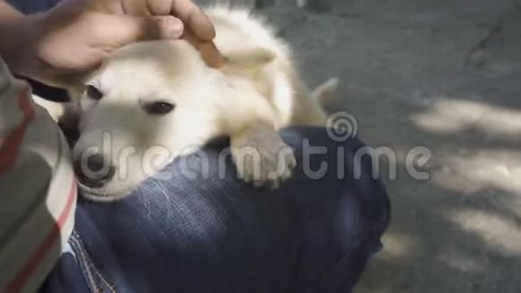 一个男人正在玩一个可爱的小狗特写镜头视频的预览图
