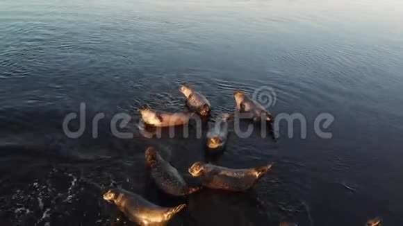 野生动物海狮殖民地多海豹裘皮海豹漫步夕阳沙滩视频的预览图
