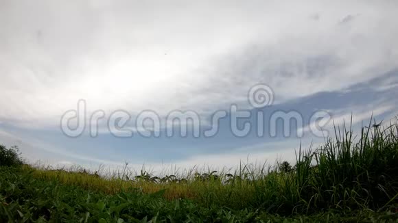 稻子在风中摇摆云在傍晚的田野里快速移动视频的预览图