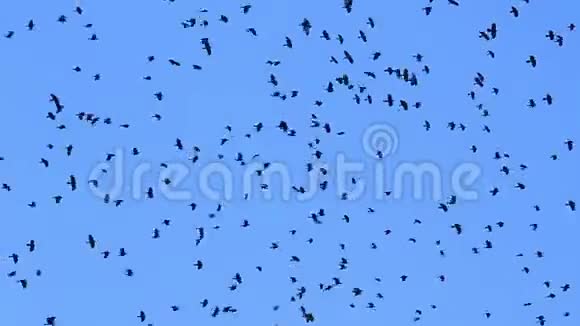 数百只乌鸦在蓝天上飞翔视频的预览图