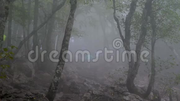 一群游客穿过阴沉的雾蒙蒙的森林视频的预览图