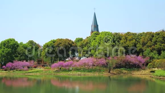 阳光明媚的一天美丽的公园有树木灌木丛草花园小径池塘视频的预览图