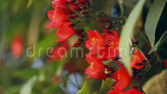 特写绿枝上鲜红的花朵视频的预览图