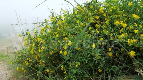 在山上的石质地上生长着一种有黄色花朵的植物视频的预览图