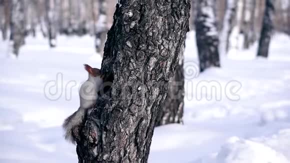 冬天松鼠坐在树上视频的预览图