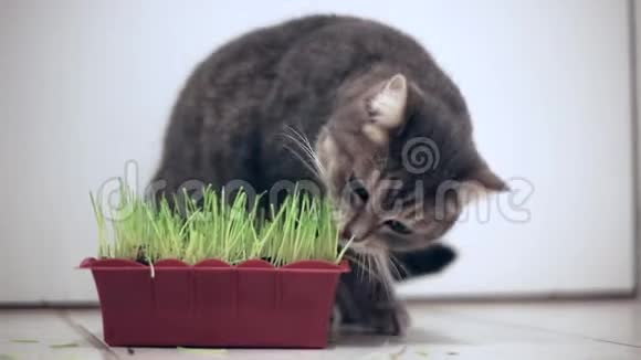 猫吃青草锅室内视频的预览图