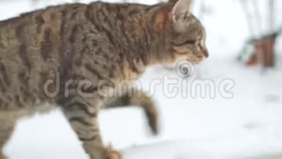 流浪猫在敖德萨街上雪地行走视频的预览图