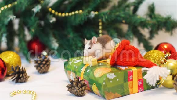 圣诞节吃奶酪的小老鼠视频的预览图